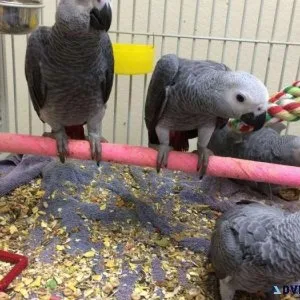 Talking African Grey Parrots available for sale.