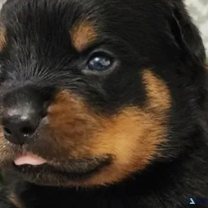 Rottweiler for sale