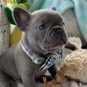 Blue French Bulldog Puppies For Sale