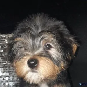 Yorkie female