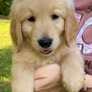 Adorable   golden Retriever Puppies