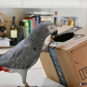African Grey Congo Parrot Birds