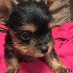 adorable yorkie puppies