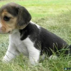 beautiful chocolate beagle puppy  Text only  (917) 781-3637