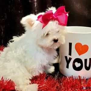 Maltese Puppy