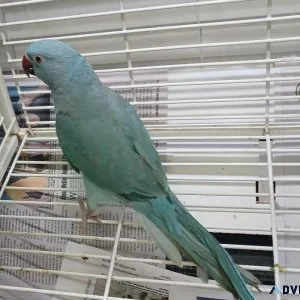Indian Ringneck