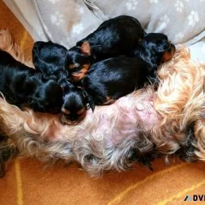 Amazing Yorkie pups Available