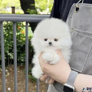 Teacup pomeranian