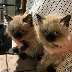 Purebred Himalayan Kittens for Sale - 200