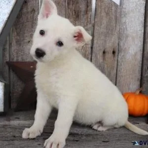Ch. Bloodline White Shepherd Puppies