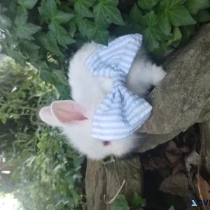 Lionhead