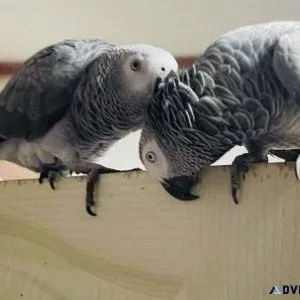 Talking Congo African Grey Parrots