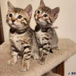 Beautiful Bengal-striped kittens