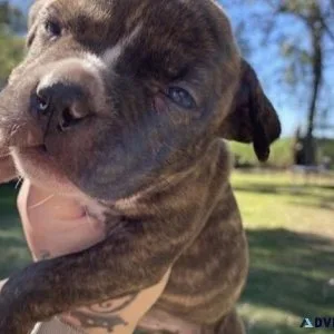 Cute pitbul puppy ready for new home