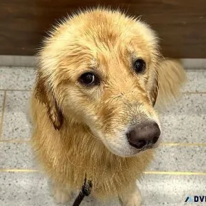 You want a friend in Your Life Get a dog.