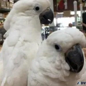 Two gorgeous Cockatoos looking for a new home