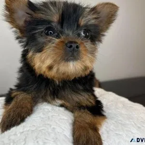 Charming Yorkie puppies available for adoption..