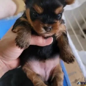 Teacup Yorkshire available