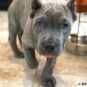 Top Quality Cane Corso Puppies Ready For New Homes