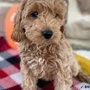 Mini golden doodles