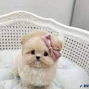 Mini Maltipoo Puppies