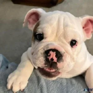 Dog available can be sent to any location