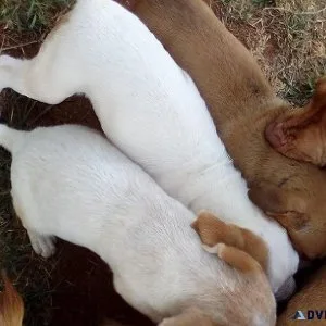 8 puppies