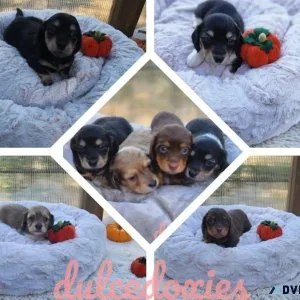 Akc mini dachshund puppies