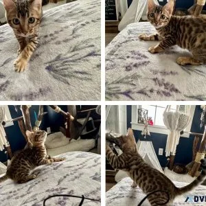 Bengal Kittens