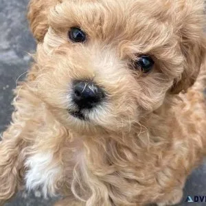 Xmas Maltipoo Puppies For Sale