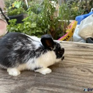 Holland Lop Netherland dwarfRex bunnies