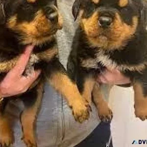 Purebred Rottweiler puppies for sale