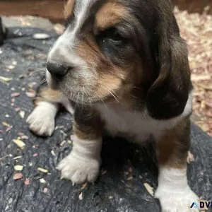 AKC Basset Hound Puppies