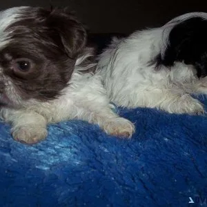 Adorable shih Tzu puppies
