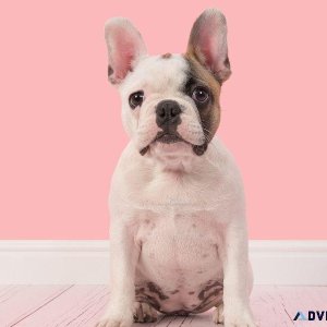 ADORABLE French Bulldog Puppies for Sale