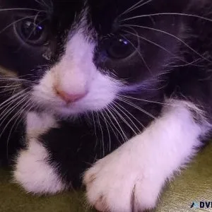 Tuxedo kitten