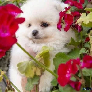 Pure Breed Pomeranian Puppies