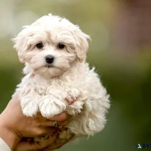 njty  Charming MALTIPOO  puppies