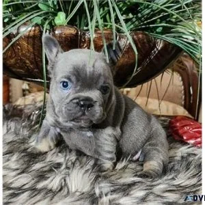 Nice French bulldog puppies