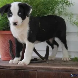 AKC Border Collie puppies