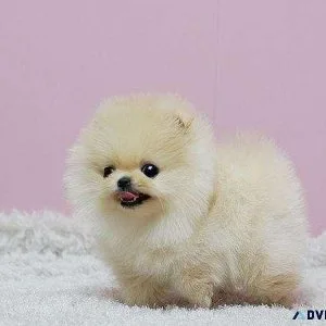 Teacup Pomeranian Puppies