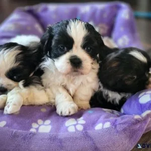 Shih tzu puppies