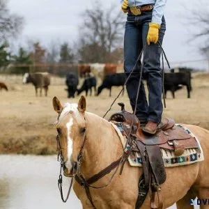 Taylor Palomino Quarter Horse Mare For Anyone Kids Safe