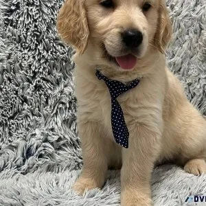 Affectionate golden Retriever Puppies