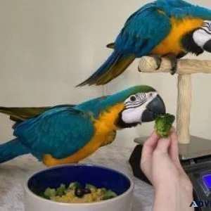 Well socialized Blue and Gold Macaws for sale