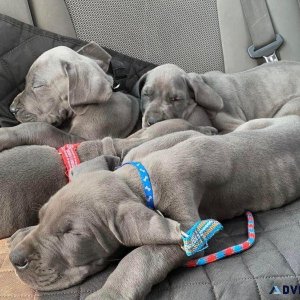 Outstanding Great dane puppies available now