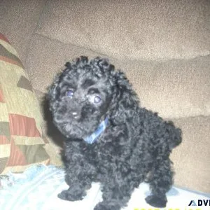 Toy Poodle Puppies