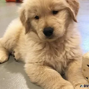 Intelligent Golden Retriever Puppies Readily Available