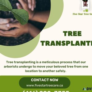 Tree Planting and Transplanting in Toronto