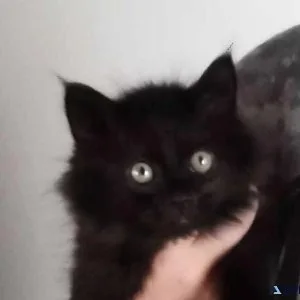 REDUCED Maine Coon  Kitten
